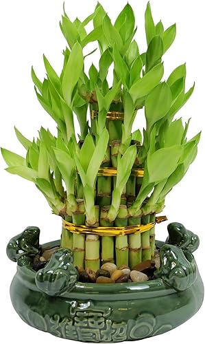 Lucky Bamboo - Planta viva de interior de 3 niveles, planta fresca en maceta de cerámica (rana) disponible en Yaxa El Salvador