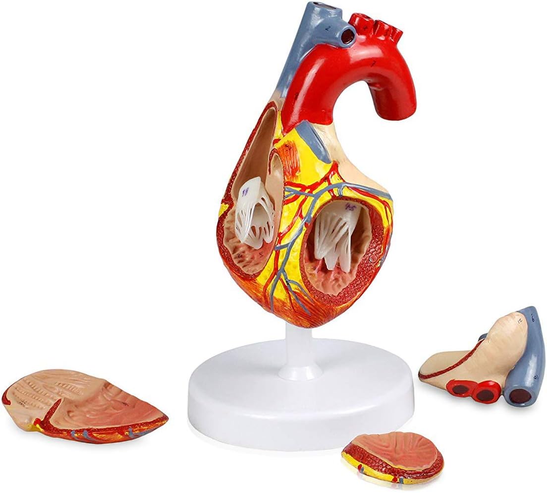 Vision Scientific VAC438-N Human Heart Model - 4 Parts | 2X Life-Size | Shows External and Internal Anatomy Detail with Ventricles, Atria, Valves, Veins and Aorta | Labelled Diagram Included