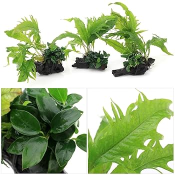 ミクロソリウム、アヌビアアスナナ ミクロソリウム、アヌビアアスナナ