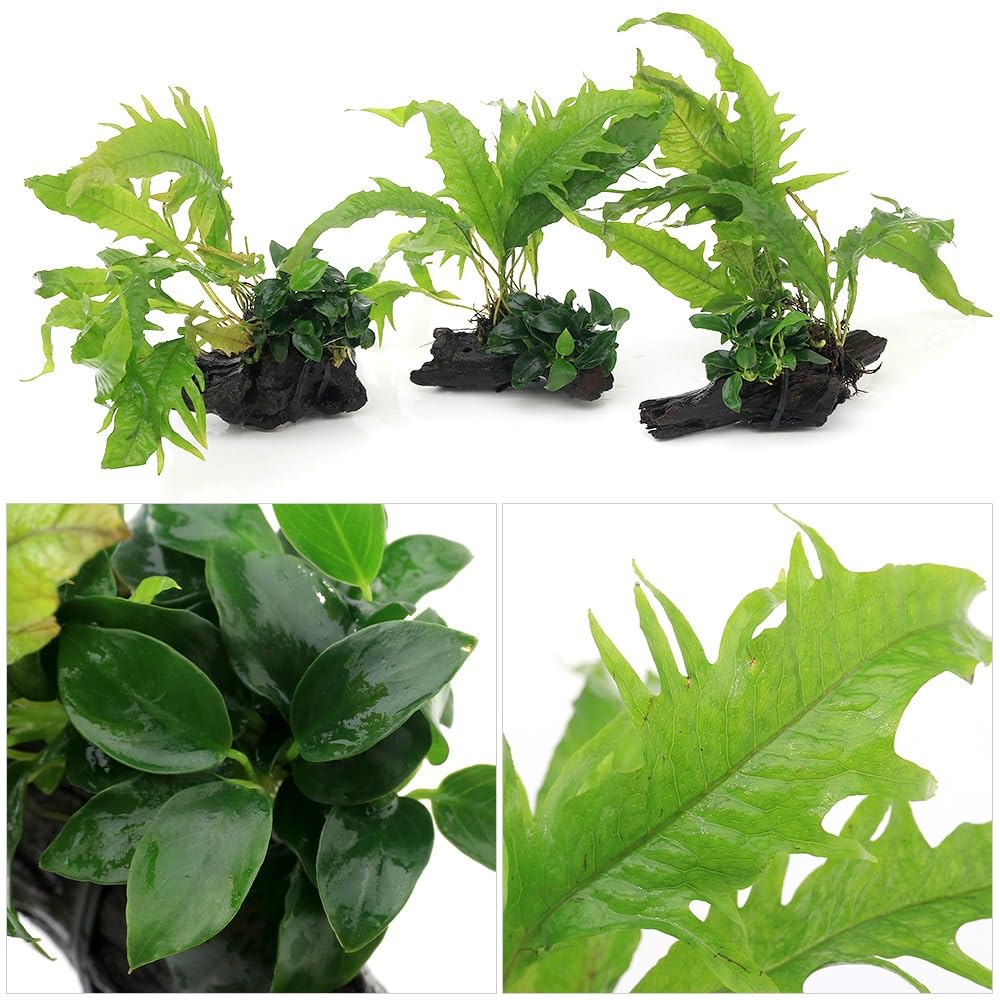 Amazon.co.jp: （水草）アヌビアスナナ プチ＆ミクロソリウム