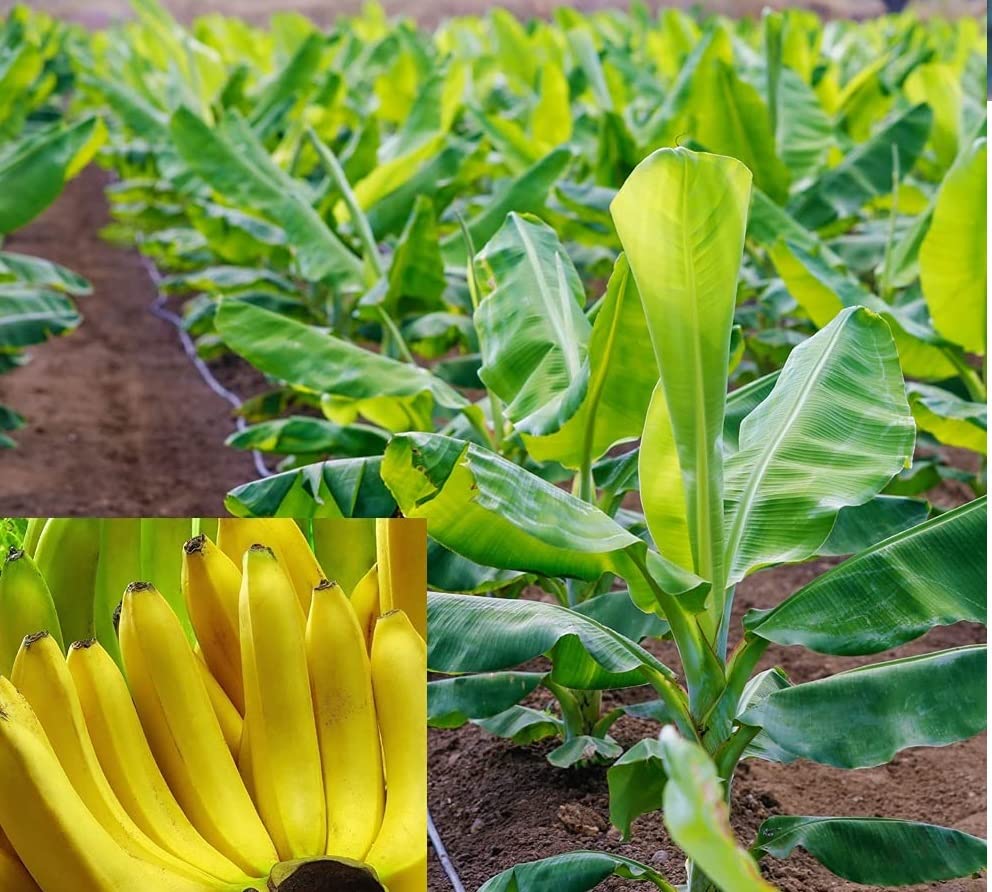 Healthy Vibe LIVE Assam Banana Malbhog Variety Fruit Plant (B09ZRRLPK8) Amazon Price History, Amazon Price Tracker