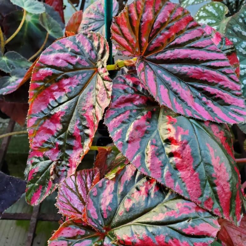 Planta de begonia viva, planta de begonia bien enraizada de 4 a 7 pulgadas, follaje colorido vibrante, planta de interior de fácil cuidado para