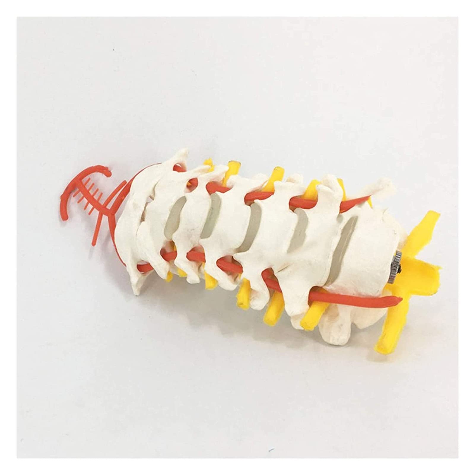 GTHTUHFD Human Spine Model Human Anatomy Intervertebral Disc Nerve Cervical Model Medical Teaching Model