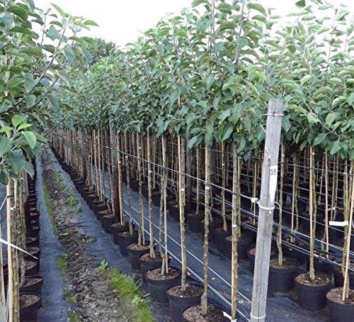 Apfelbaum Rubinola (S) robuster Herbstapfel Halbstamm mit ca. 150-170 cm im 9,5 Liter Topf MM 111