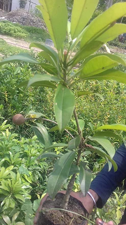 Image of Chikoo (Chiku) or Sapota Hybrid Grafted Variety Tree Chikoo Live Plant