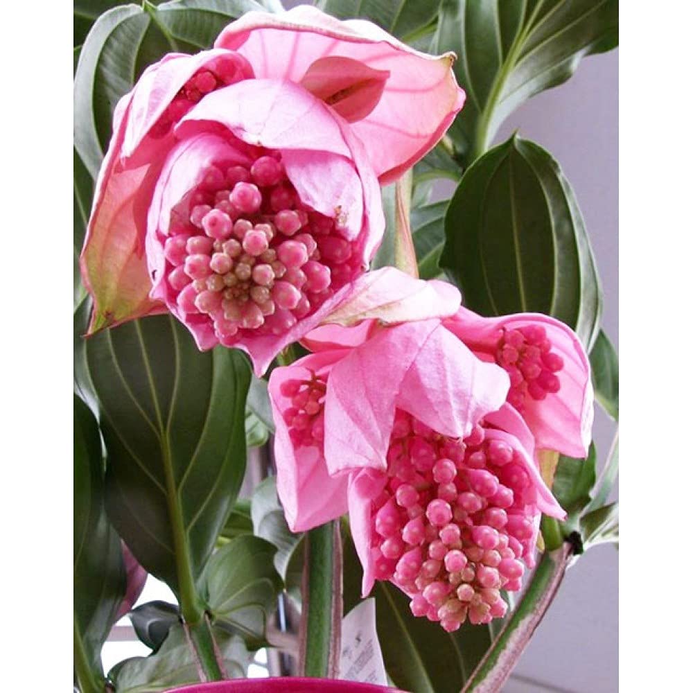 ROYAL LAND Rare Indoor Pink Lady Medinilla Flower Plant Medinilla Magnifica Malaysian Orchid 1 Healthy Live Plant (B0BNPRD8S3) Amazon Price History, Amazon Price Tracker