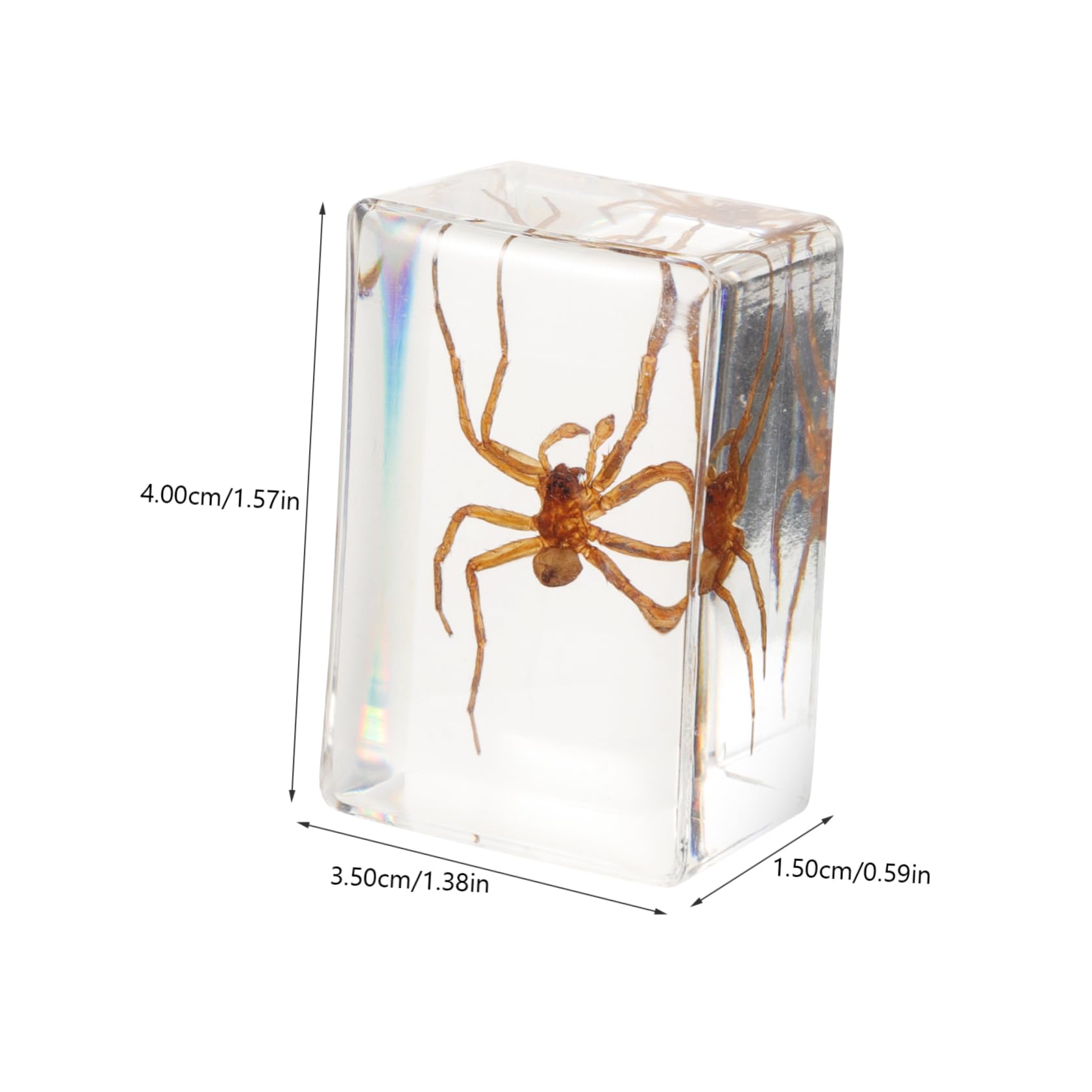 FELTECHELECTR Insect Resin Decor Spider Multi-Function Tabletop Ornament Insect Book Town Spider Paperweight for Home