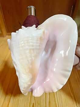 61kaUqSnfJL._AC_UF350,