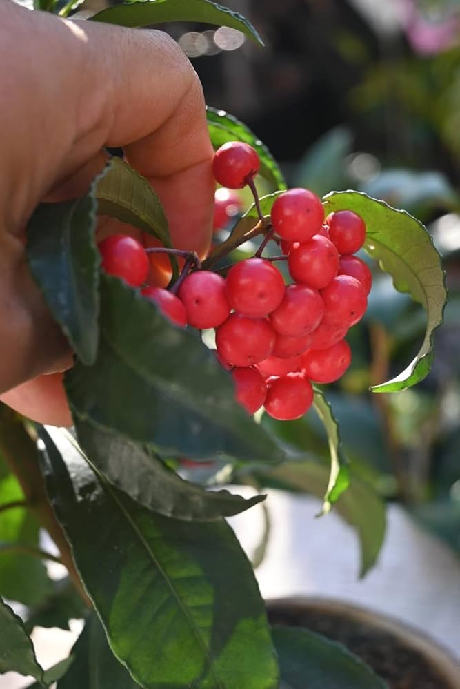 Amazon.co.jp: 縁起の良い鉢花盆栽 万両盆栽 : DIY・工具・ガーデン