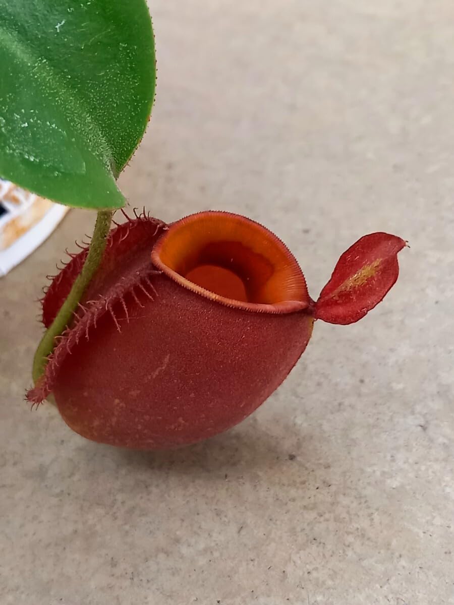 Amazon.co.jp: ！ アンプラリアレッド ウツボカズラ 食虫植物