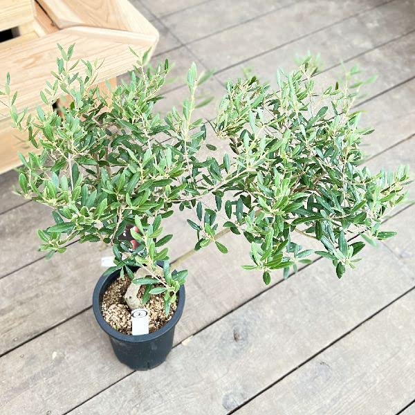 Amazon｜おしゃれ 観葉植物：オリーブの木 マンザニロ 7号*現品