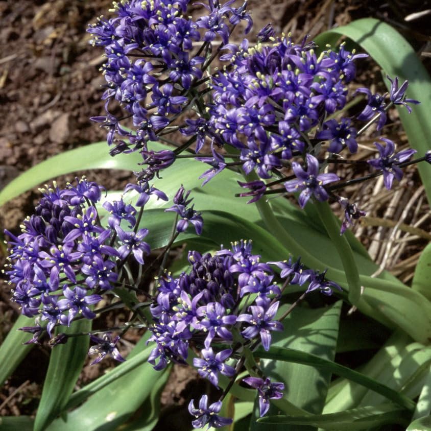 Plant World Seeds - Scilla Peruviana Seeds (Perennial Flower Seeds)