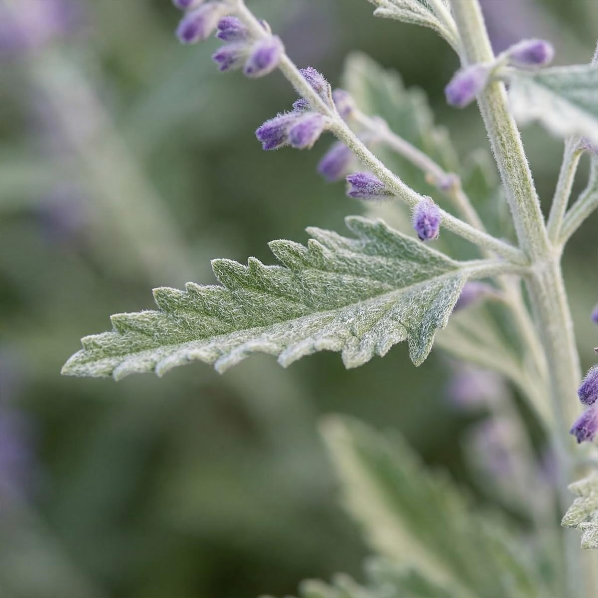Bloomique - Perovskia Atriplicifolia Prime Time - Salvia russa - Piante da giardino - Resistenti all'inverno - Altezza 30-50 cm - Vaso 19 cm
