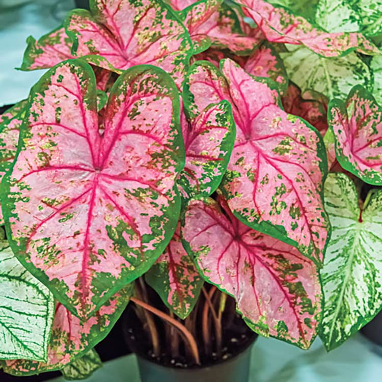 Caladium Flower Bulbs Pack Of 6 By LIVE GREEN (Multicolour) (B09RZZB1BZ) Amazon Price History, Amazon Price Tracker