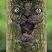 JHP Tree Face Bird Feeder, Hand-Painted Outdoor Old Man Wild Bird Feeder Whimsical Tree Sculpture Glow in The Dark Eyes Garden Decor Yard Art.