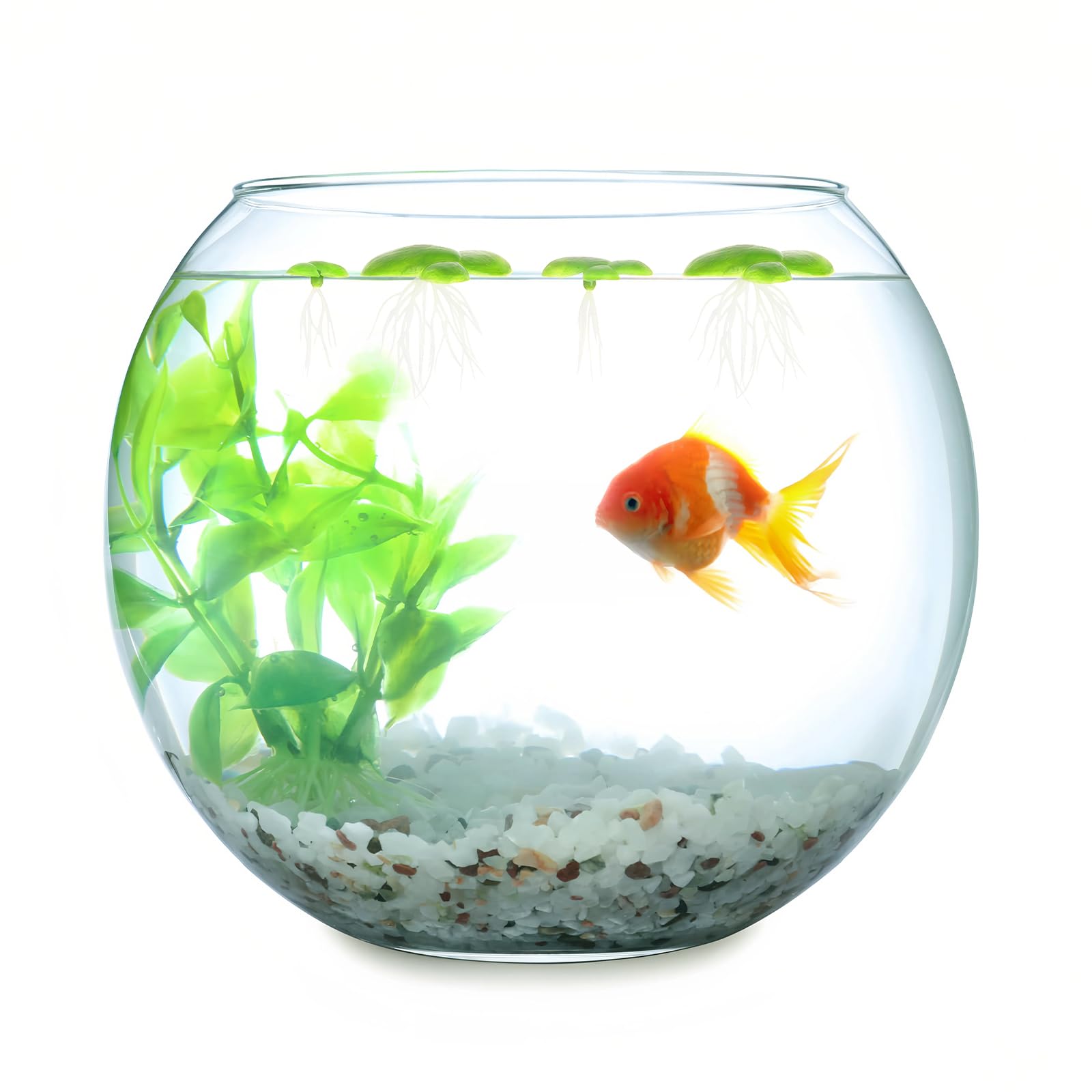 Lot de 2 paquets de 36 lentilles d'eau au total - Mini étang - Plantes flottantes - Décoration d'aquarium - Mini étang