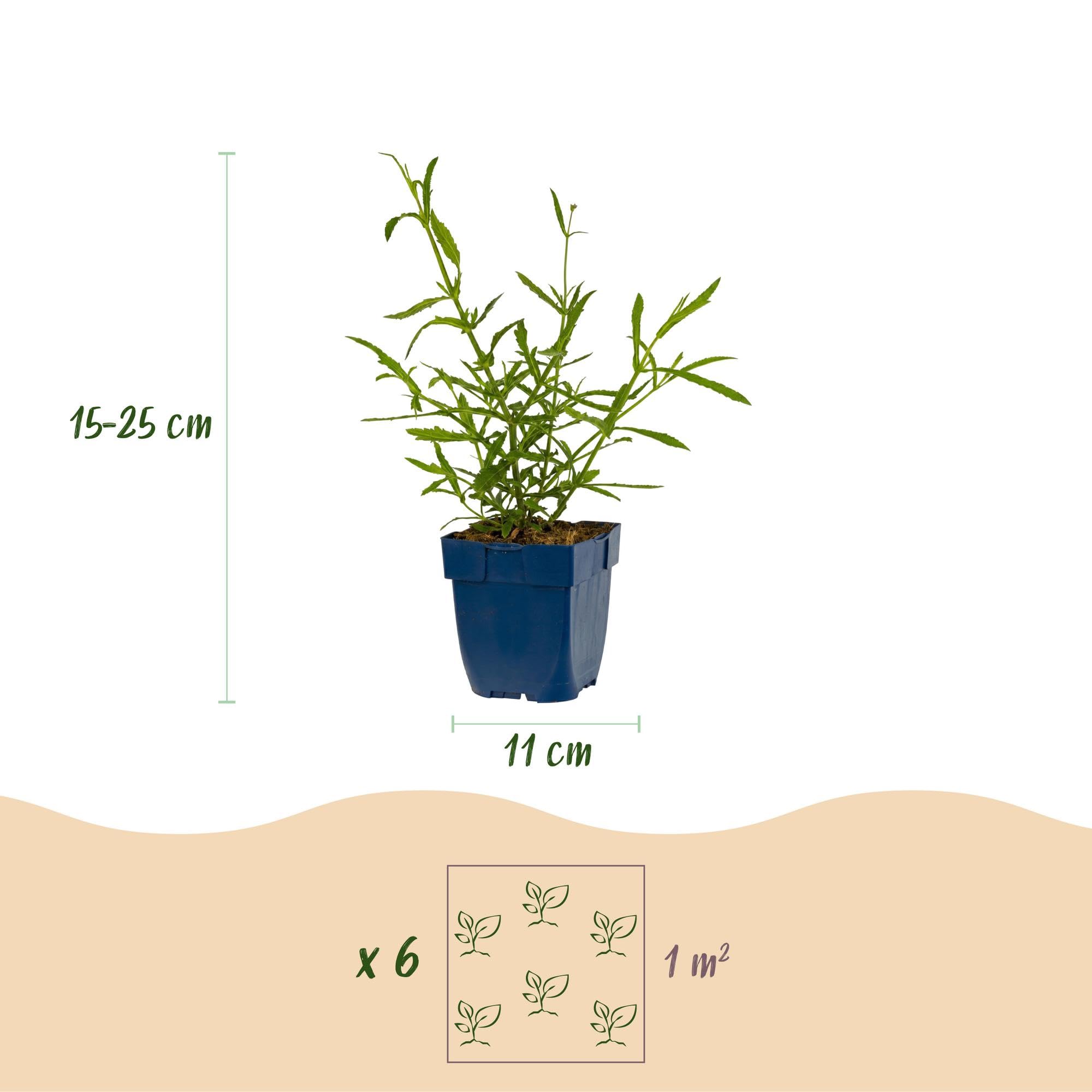 Verbena Bonariensis Lollipop, Bienenweide für Garten, Lila, 12er Set