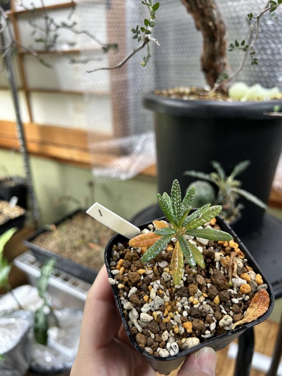 花岬農園さんのシャコバサボテン4号鉢、にわか、マイヒメ2鉢、15番号40