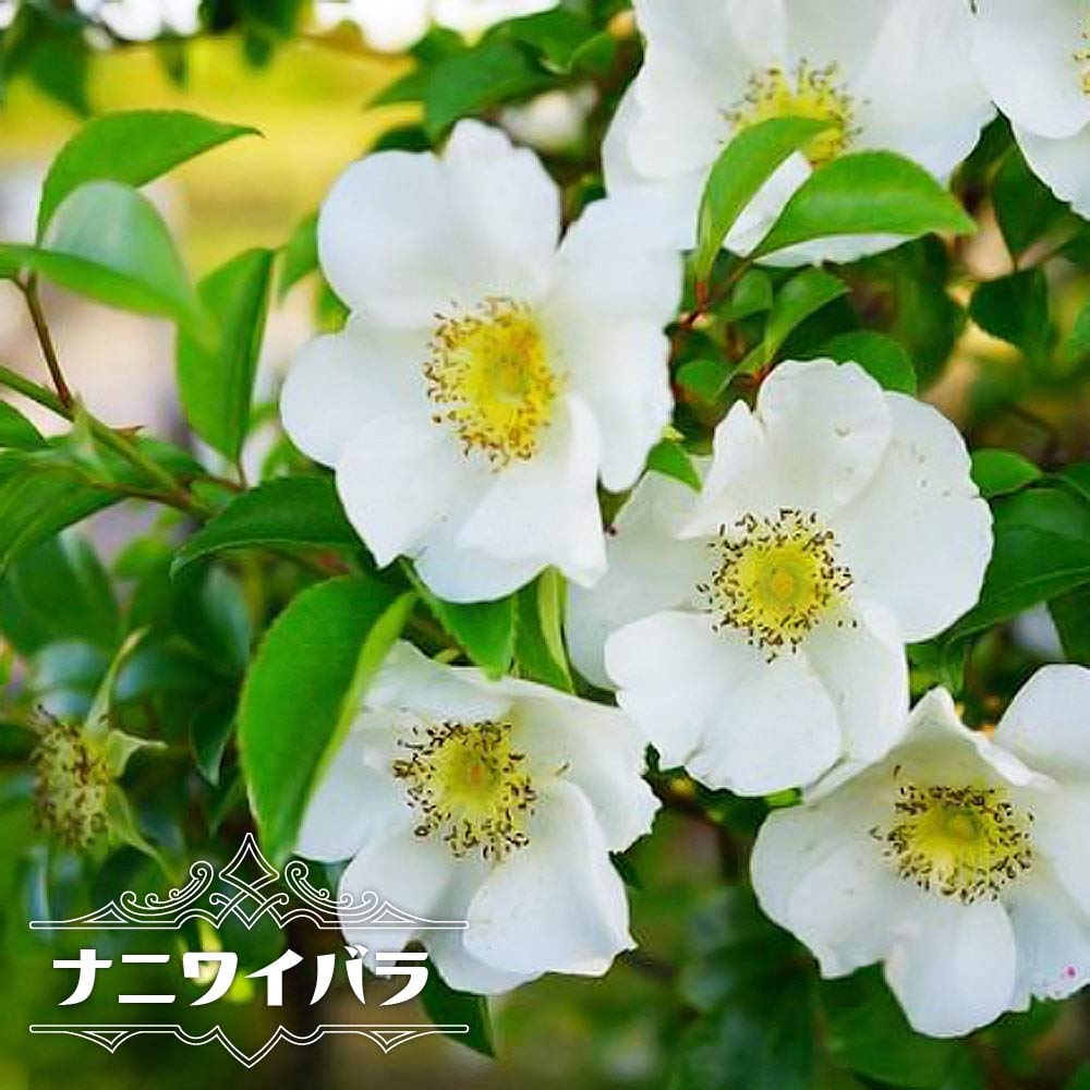 Amazon.co.jp: つるバラ 【ナニワイバラ】 （オールドローズ) 2年生