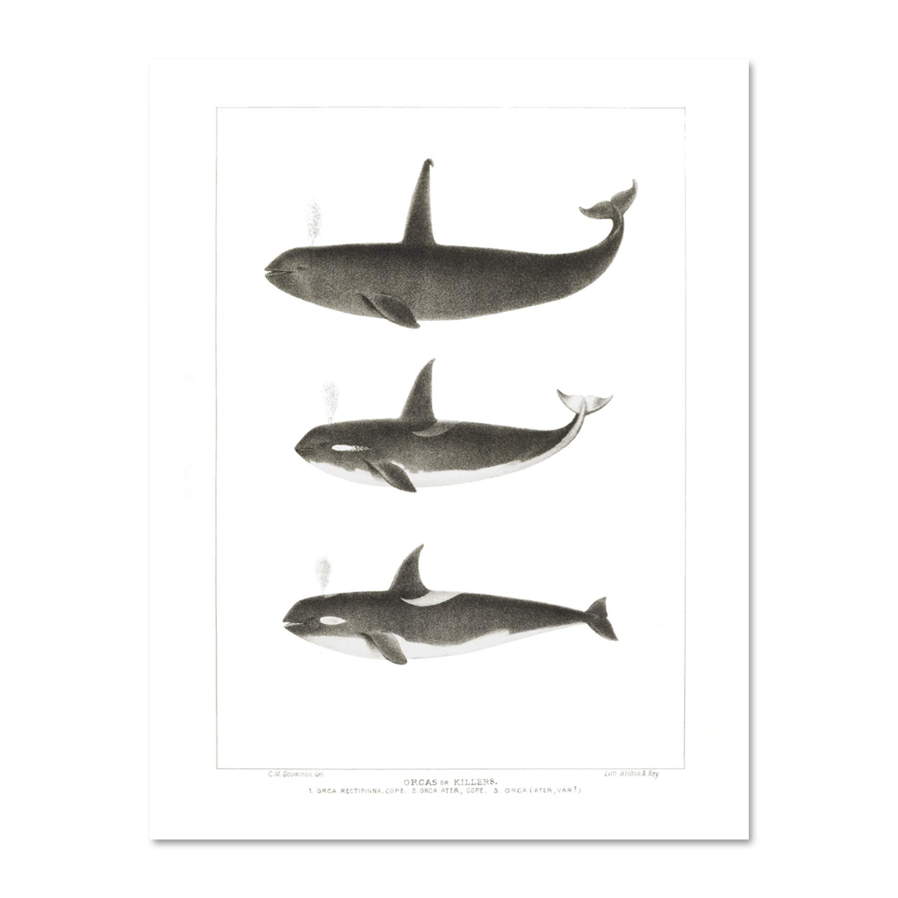 Wee Blue Coo Orca Killer Whales Large Framed Art Print Wall Poster 18x24 inch