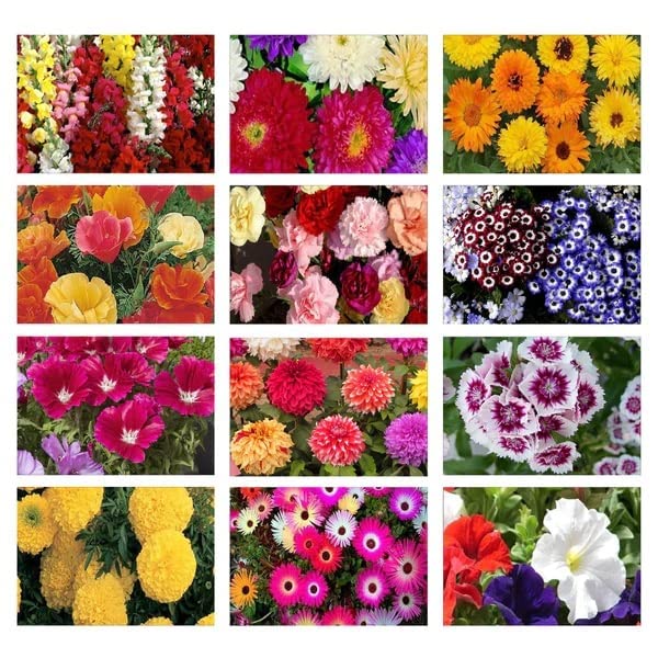 Winter Flower Seeds Combo 12 Variety Flower Seeds 1000+ Seeds