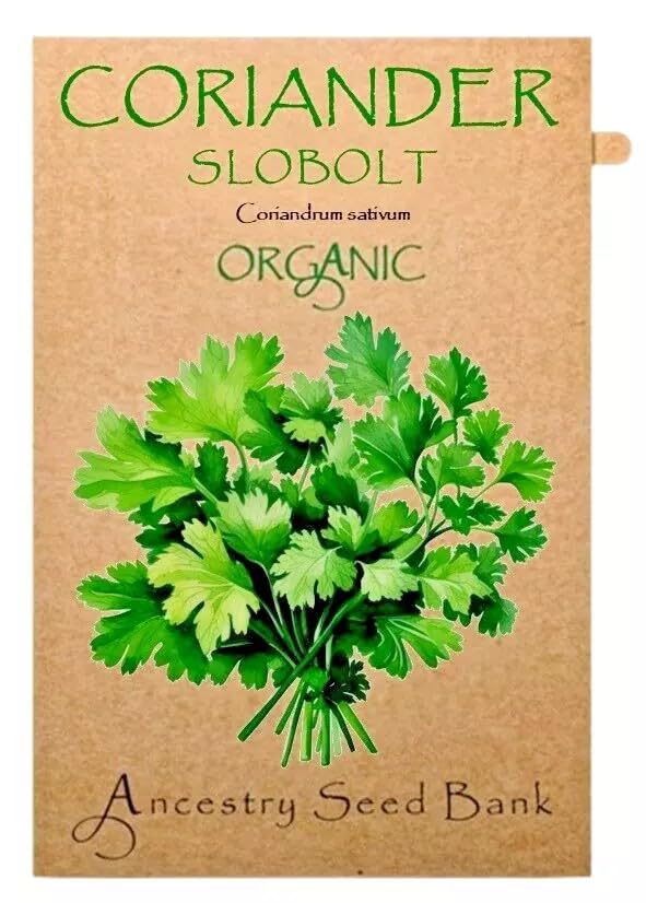 Organic Coriander ❁ Slobolt ❁ x200 Seeds Heirloom Herb - Non GMO