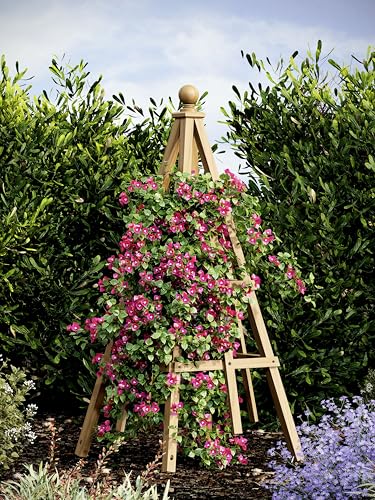 Vita Cedar Garden Obelisk