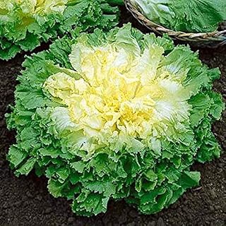 SeedsUP - 500+ Endive Grado Pancholieri Salad (Chicory Frisee) - Vegetable Green&Yellow