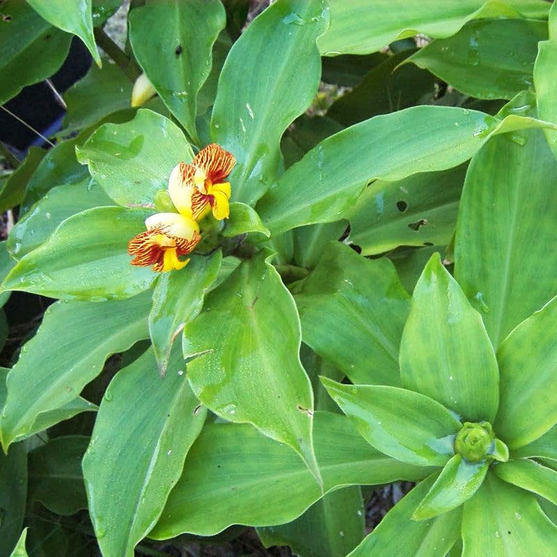 Chamaecostus cuspidatus/Insulin Plant - Medicinal Plant (B0CX9HTFTG) Amazon Price History, Amazon Price Tracker