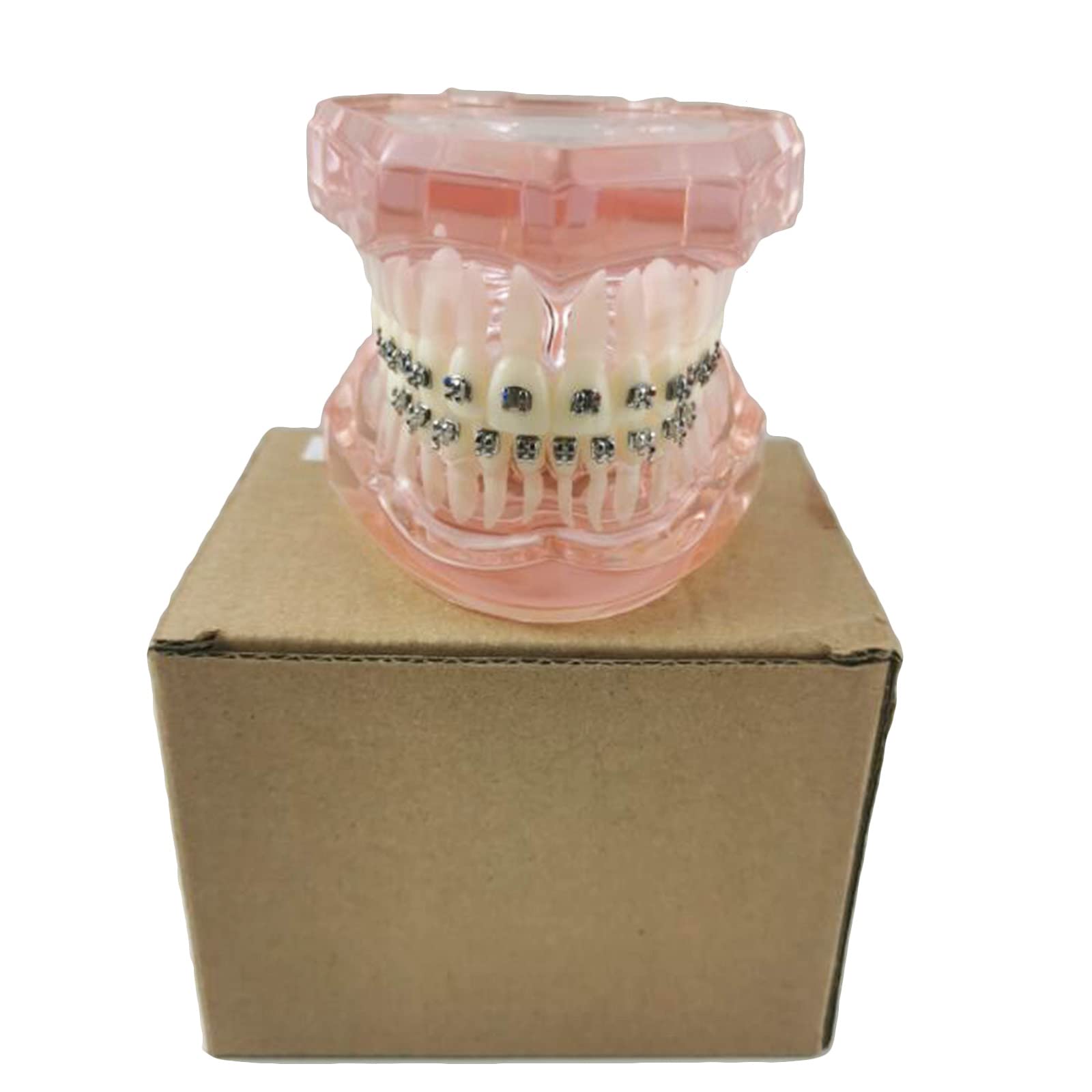 Modello Didattico Typodont Modello di Denti Standard Ortodontico Dentale con Fili Metallici per Lo Studio degli Strumenti Esplicativi
