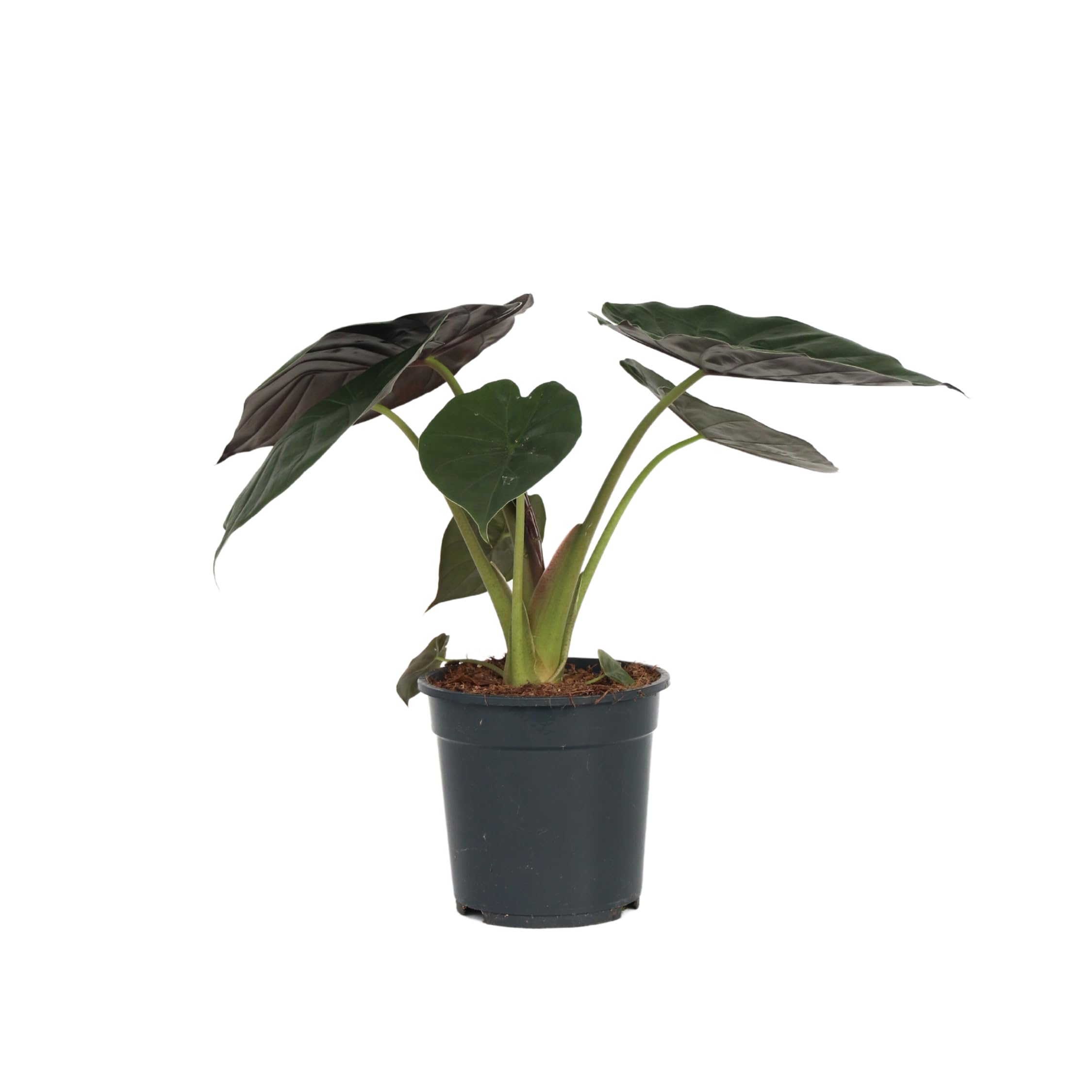 Plant in a Box - Elefantenohr - Alocasia 'Wentii' - Hhe 70-80 cm - Topf 19  cm - Zimmerpflanze - Grn : Amazon.de: Garten