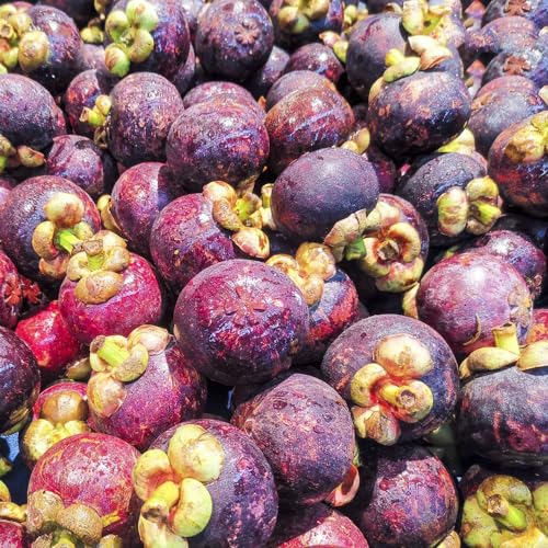 30 piezas comprar fruta de mangostán, semillas de mangostán, árboles frutales enanos, planta de interior mangostán...