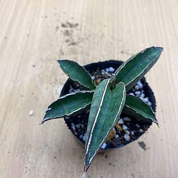 Amazon.co.jp: サンスベリア プフィステリー 多肉植物