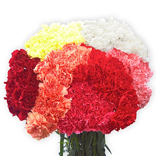 100 Assorted Carnations- Next Day Delivery- Fresh Flowers #TOP1