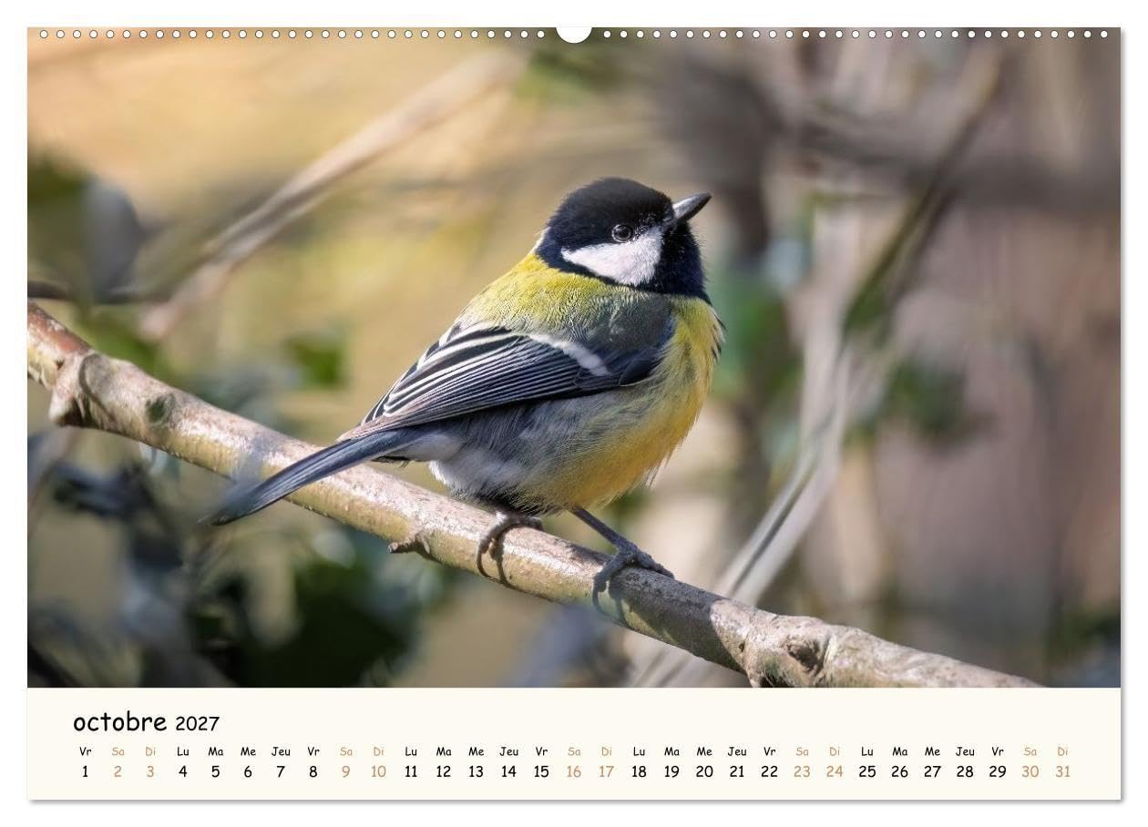Les voisins du jardin - Une année de rencontres (Calendrier mural 2027 DIN A2 vertical), CALVENDO calendrier mensuel: Un calendrier tendre et coloré ... et fascinante des animaux de nos jardins.