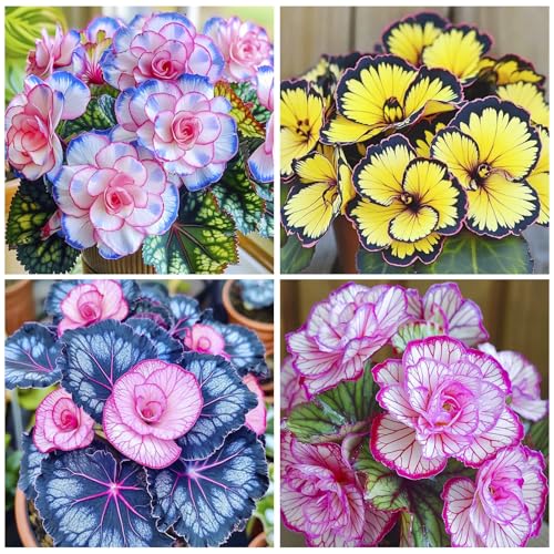 120+ Mix Begonia Seeds for Planting - Non-GMO Heirloom Plant Seeds Garden Outdoor Vibrant Double Flowers