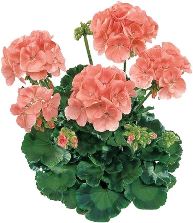 Gurveplantationi® - Geranium Flower Plant Live Crane's-bill with Beautiful Pot & Secure Packing (Geranium Plant, Orange)