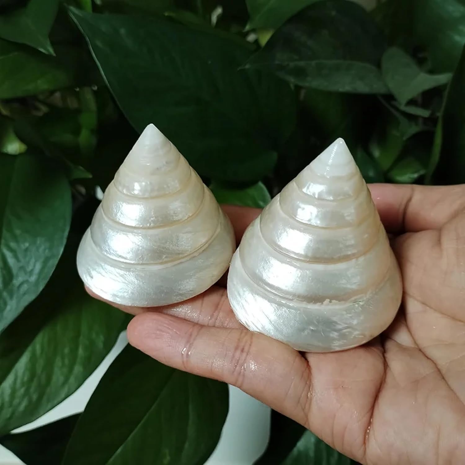 Conch Shells for Decoration,2Pcs 4cm-6cm Natural White Pearl Tower Snail Fluorescent Sea Shell Specimen Snail Hermit Crab Fish Tank Aquarium Decoration