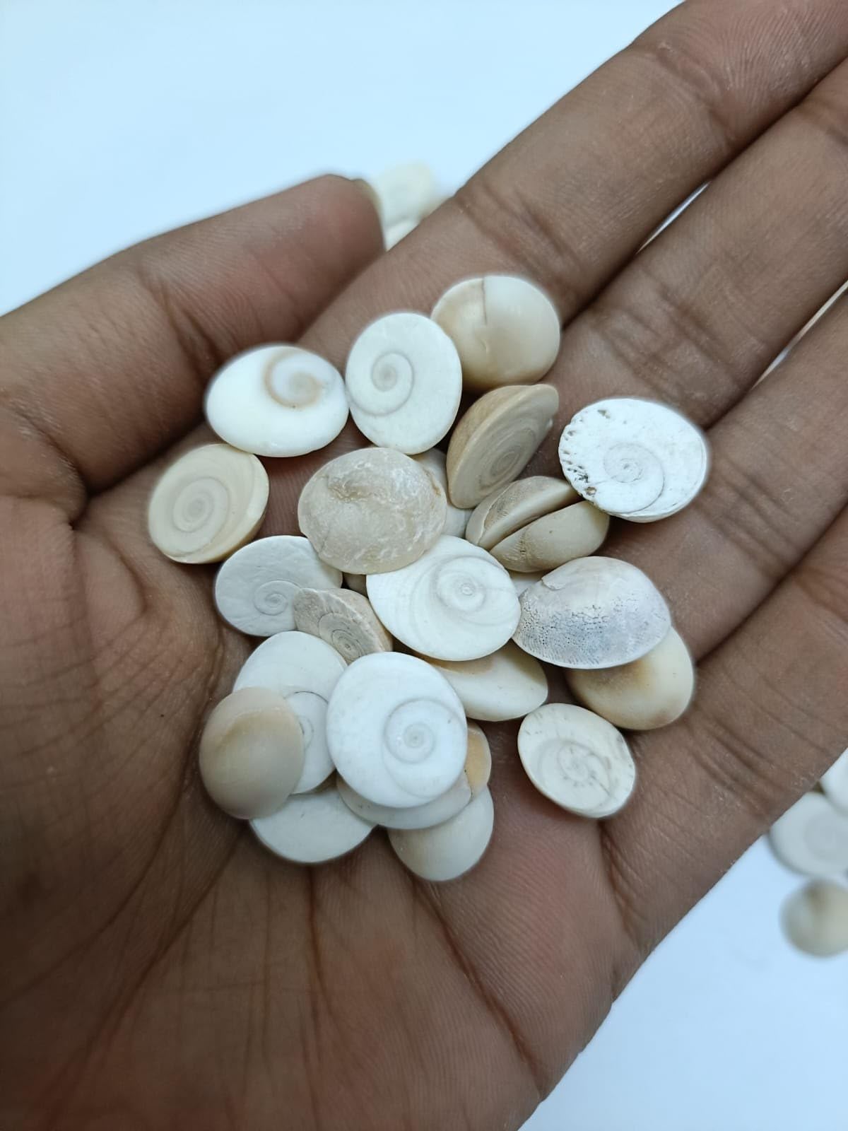 Denique Natural Gomti Chakra for Lakshmi Pooja, Wealth, Luck, Astrology | Natural Hand Picked Sea Shell/Gomti Chakra - (21 Pieces) 4