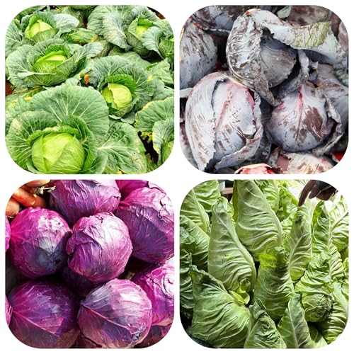 semillas de col organicas - Balcón 200pcs