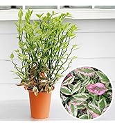 Amazon｜World Fantasy Garden 観葉植物 トラディスカンチア ゼブリナ