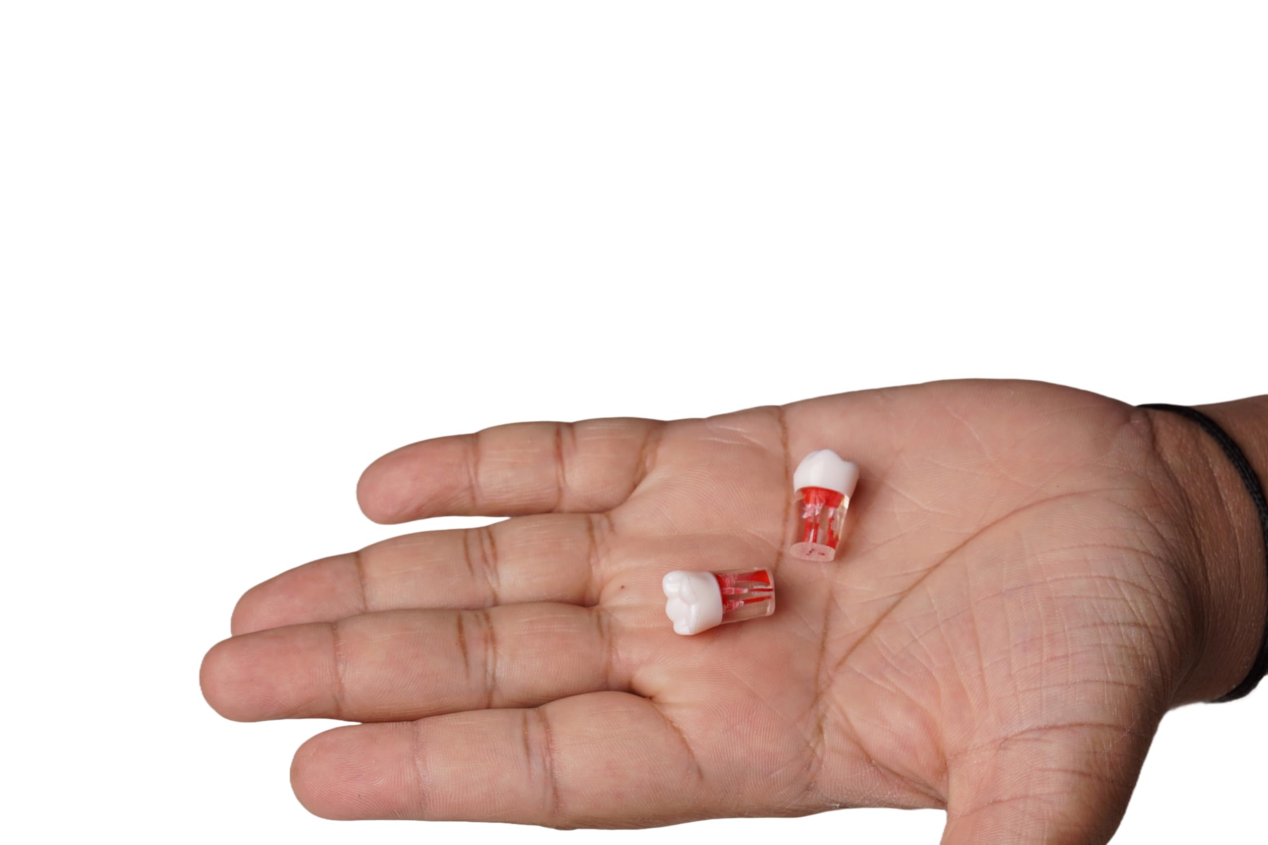 MYASKRO ✮ Root Canal Model - RCT Model ✮ Premium Quality (2)