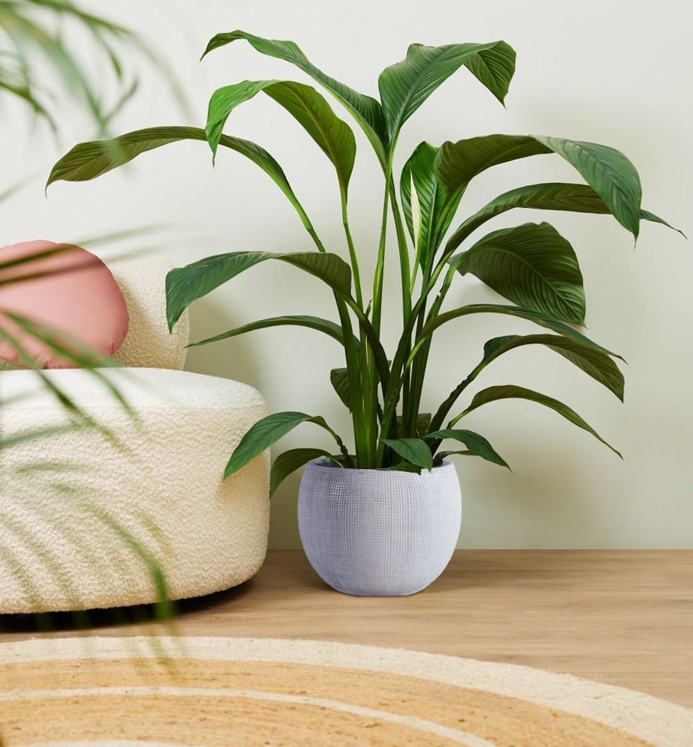 Olly & Rose Barcellona - Vaso per piante in ceramica grigio chiaro, 25 cm, grandi vasi per piante per interni ed esterni, colore grigio