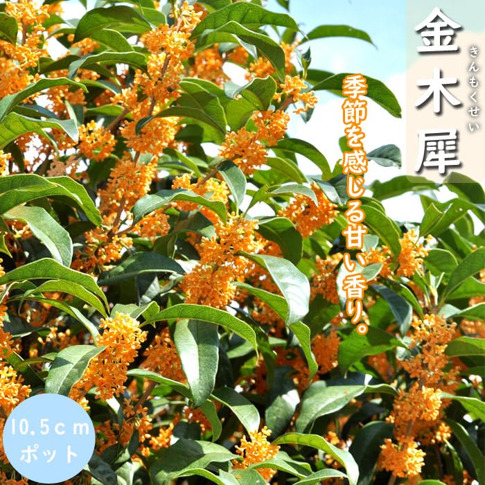 靖國様keep キンモクセイ　金木犀　Fragrant Olive 苗　苗木　① Amazon.co.jp: 苗木 金木犀 10.5cmポット きんもくせい キンモクセイ