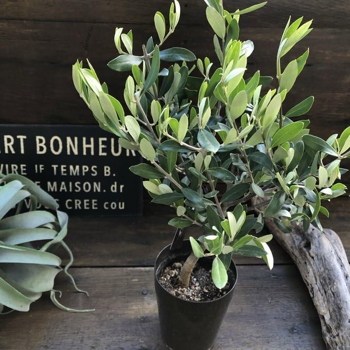 オリーブの木 souju トピアリー仕立て souju オリーブ スタンド仕立て