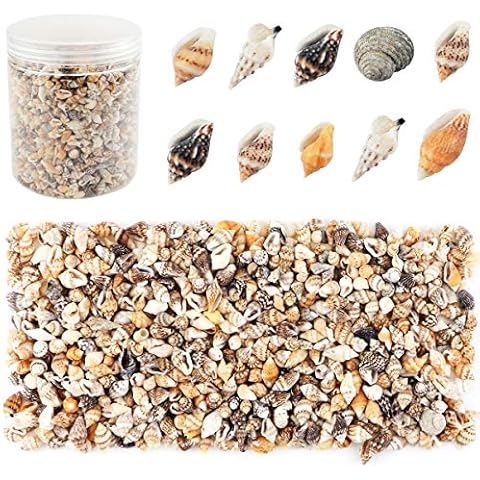 Weoxpr 2000 Pcs Tiny Sea Shells for Crafting,Mixed Ocean Beach Mini Seashells Bulk for Home Decorations,Beach Theme Party, Small Shells for Craft, Wedding Decor, Fish Tank Vase Filler(5-12 mm) Cover