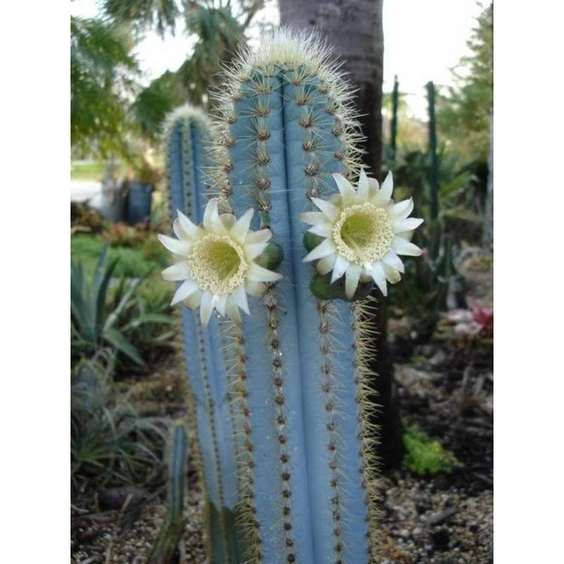 DREAM NURSERY-Pilosocereus Pachycladus Columnar cactus live Plant with plastic pot-image-43