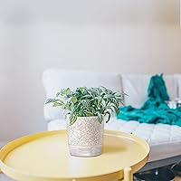 Vista 7 de Macetas de Riego Automático para Plantas de Interior, Macetas para Flores, Maceta de Riego Automático de 2 piezas 4+5.3 pulgadas Textura con Grietas