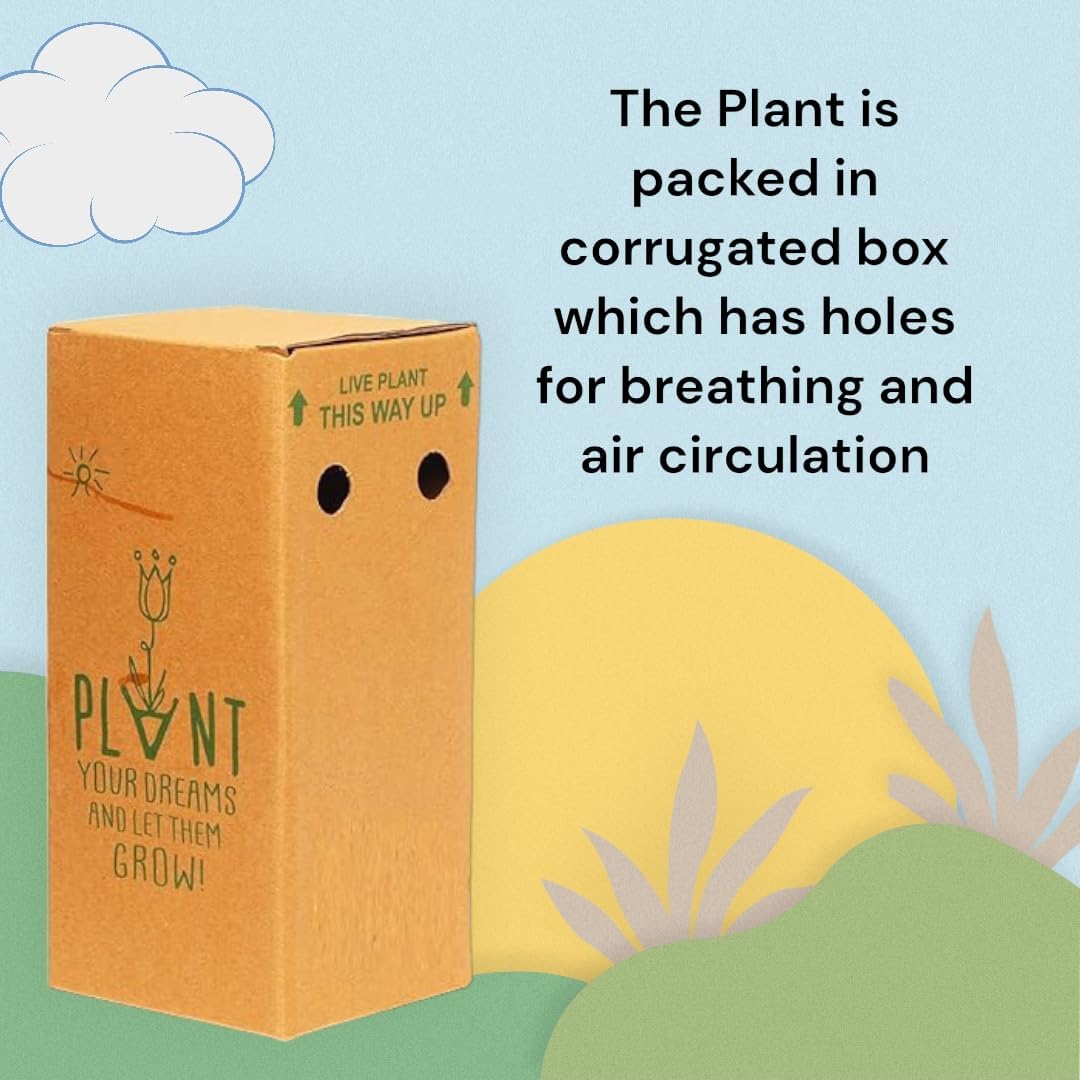 INODEC Peace Lily: Easy-Care Air Purifying Indoor Plant in Pot