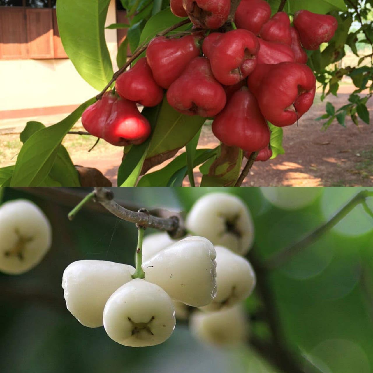 GOLDEN BLOOM Hybrid Air Layering Red Water Apple Plant And Hybrid Air Layering White Water Apple Plant Combo PAck Of 2 Plants Height 1-2 FT (B0CJLKJLC5) Amazon Price History, Amazon Price Tracker